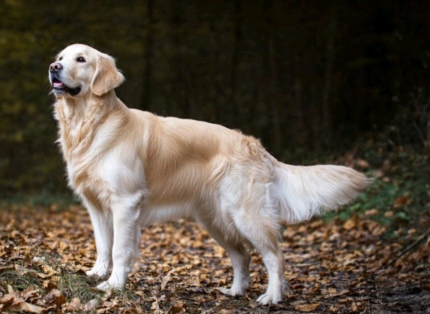 golden retriever gezocht!, Ophalen of Verzenden