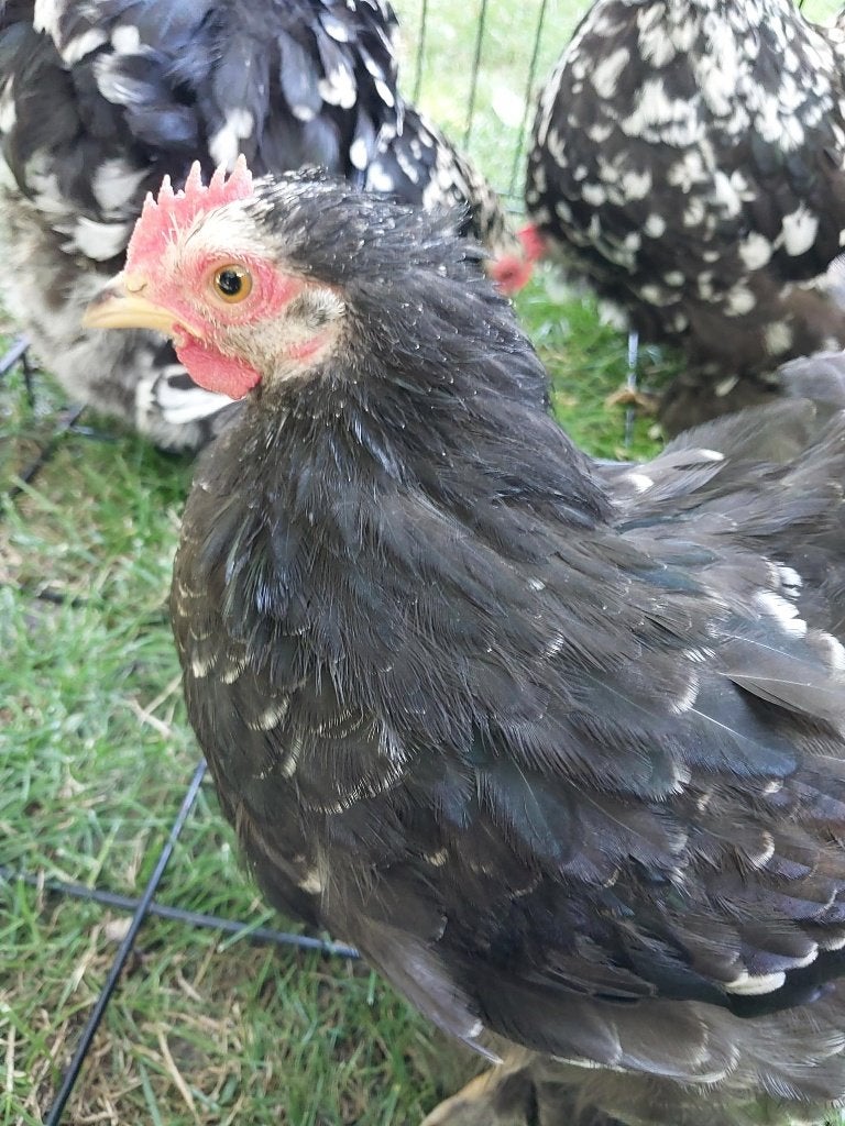 Cochin kriel, Dieren en Toebehoren, Meerdere dieren, Kip