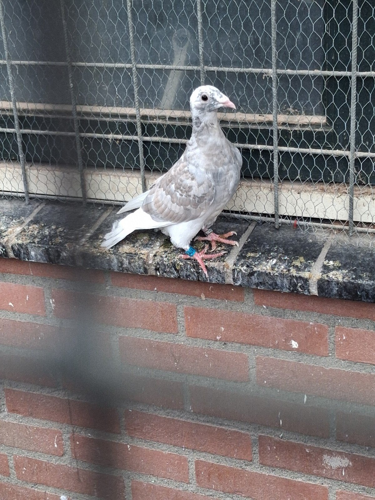 jonge reduced postduif, Dieren en Toebehoren
