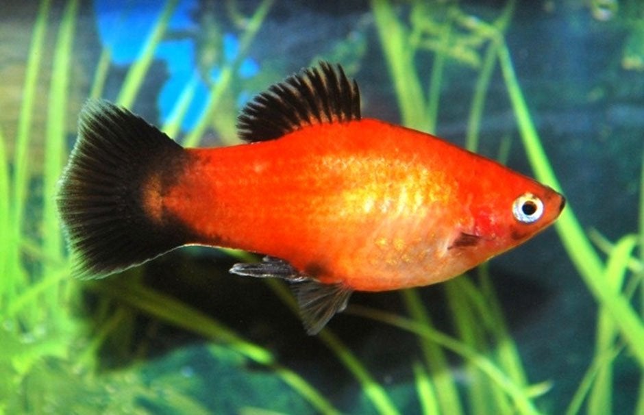Platy rood zwart, Vis