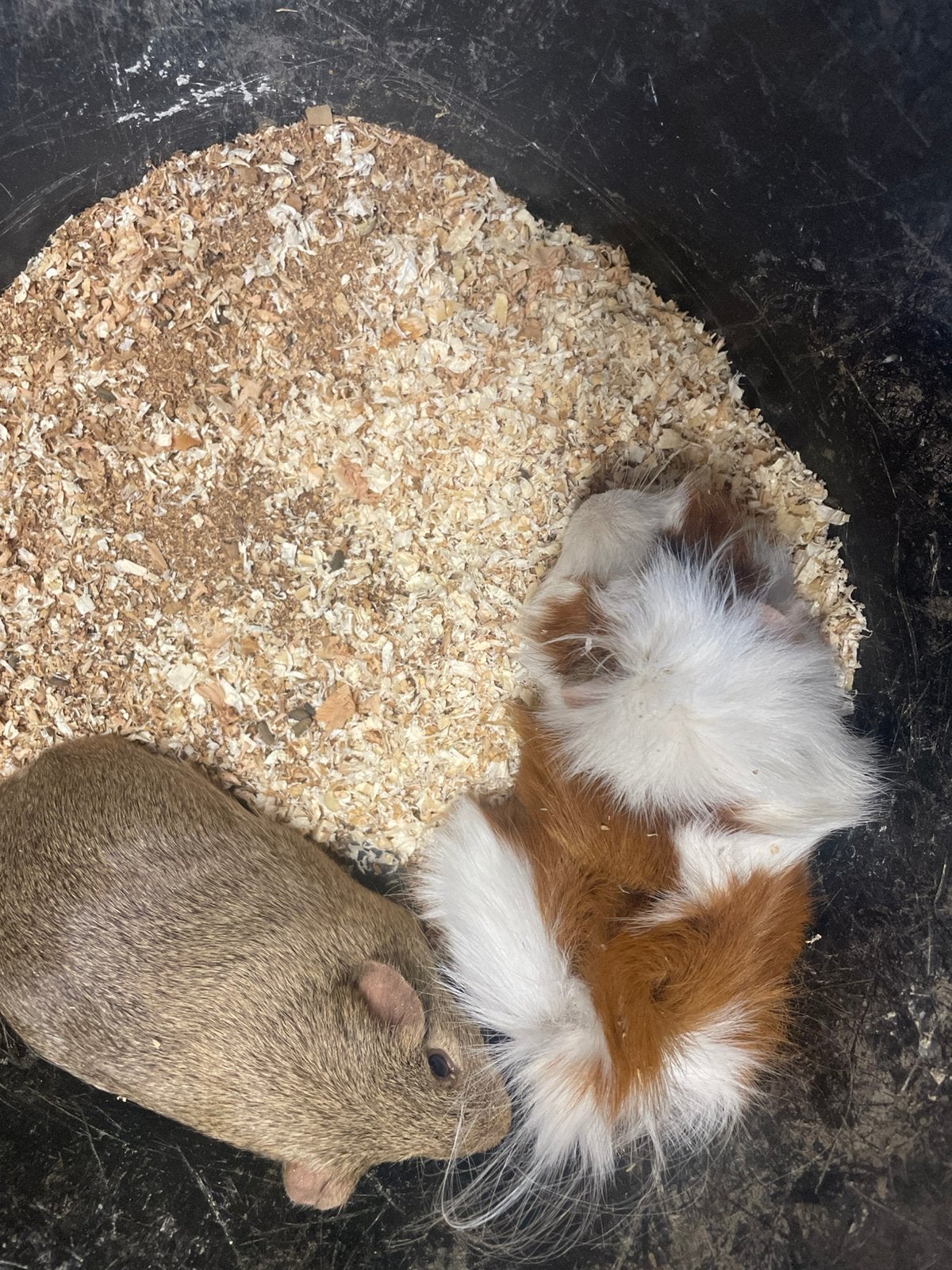 Cavia, Cavia, April, Mannelijk, Tam