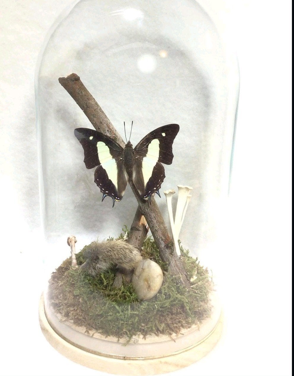 vlinder in stolp, Ophalen of Verzenden, Nieuw, Insect, Opgezet dier