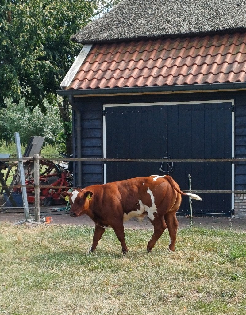 Baggerbont VRB dikbil stierkalf te koop, Dieren en Toebehoren, Mannelijk, 0 tot 2 jaar