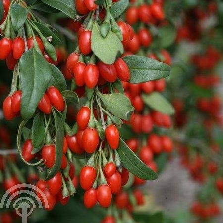 Lycium barbarum Boksdoorn - Gojibes voedselbos superfood, Volle zon, Vaste plant, Ophalen of Verzenden, Zomer
