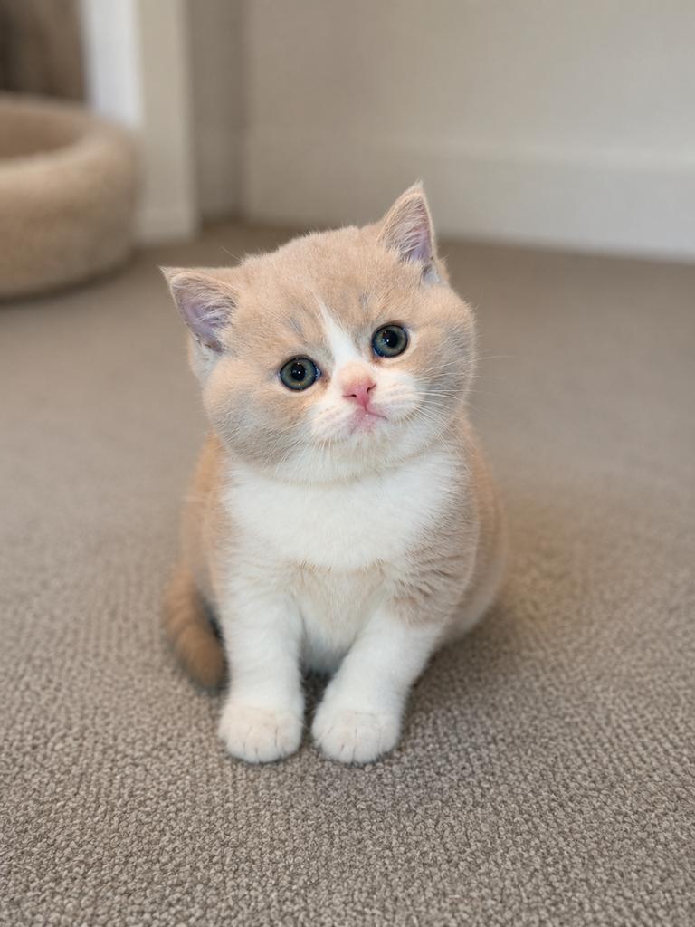 Britse korthaar lilac wit kater beschikbaar, Dieren en Toebehoren, Katten en Kittens | Raskatten | Korthaar, Kater, Met stamboom