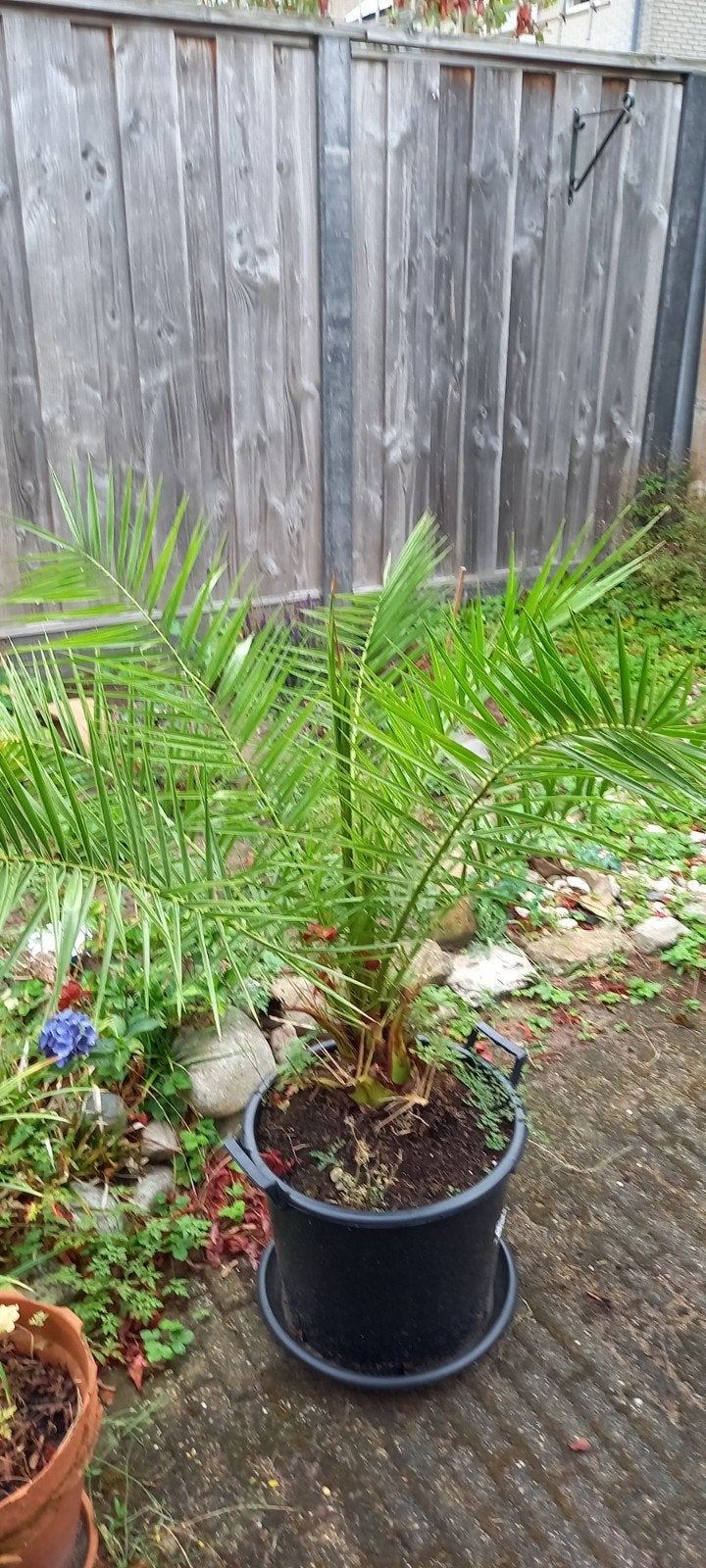 Palm  Phoenix Canarien  .dadelpalm, Ophalen, Overige soorten, Volle zon