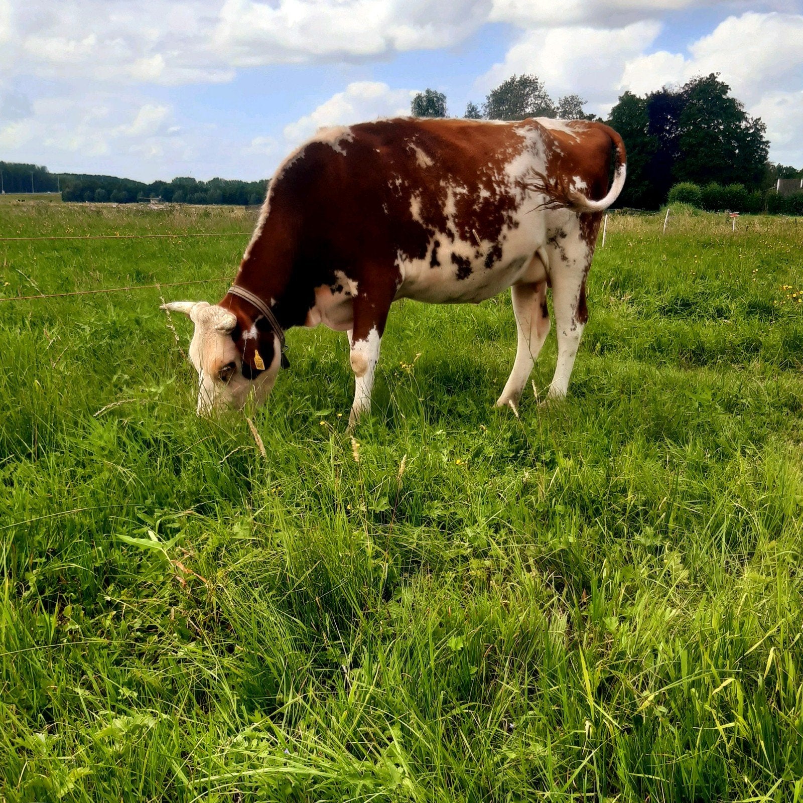 Drachtige vaars, Dieren en Toebehoren, Runderen, Vrouwelijk, 0 tot 2 jaar