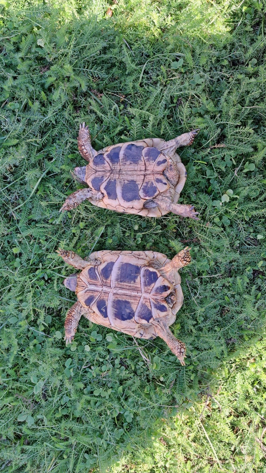 Testudo hermanni (Griekse landschildpadden) Tortoise photo 6