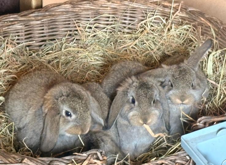 Baby konijnen NHD, Meerdere dieren, Dwerg, Hangoor, 0 tot 2 jaar