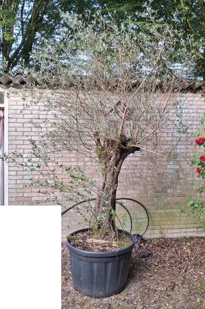 Grote olijfboom in pot Totale hoogte 310cm Olea Europaea, Tuin en Terras, Planten | Bomen, Bloeit niet, Olijfboom, 250 tot 400 cm