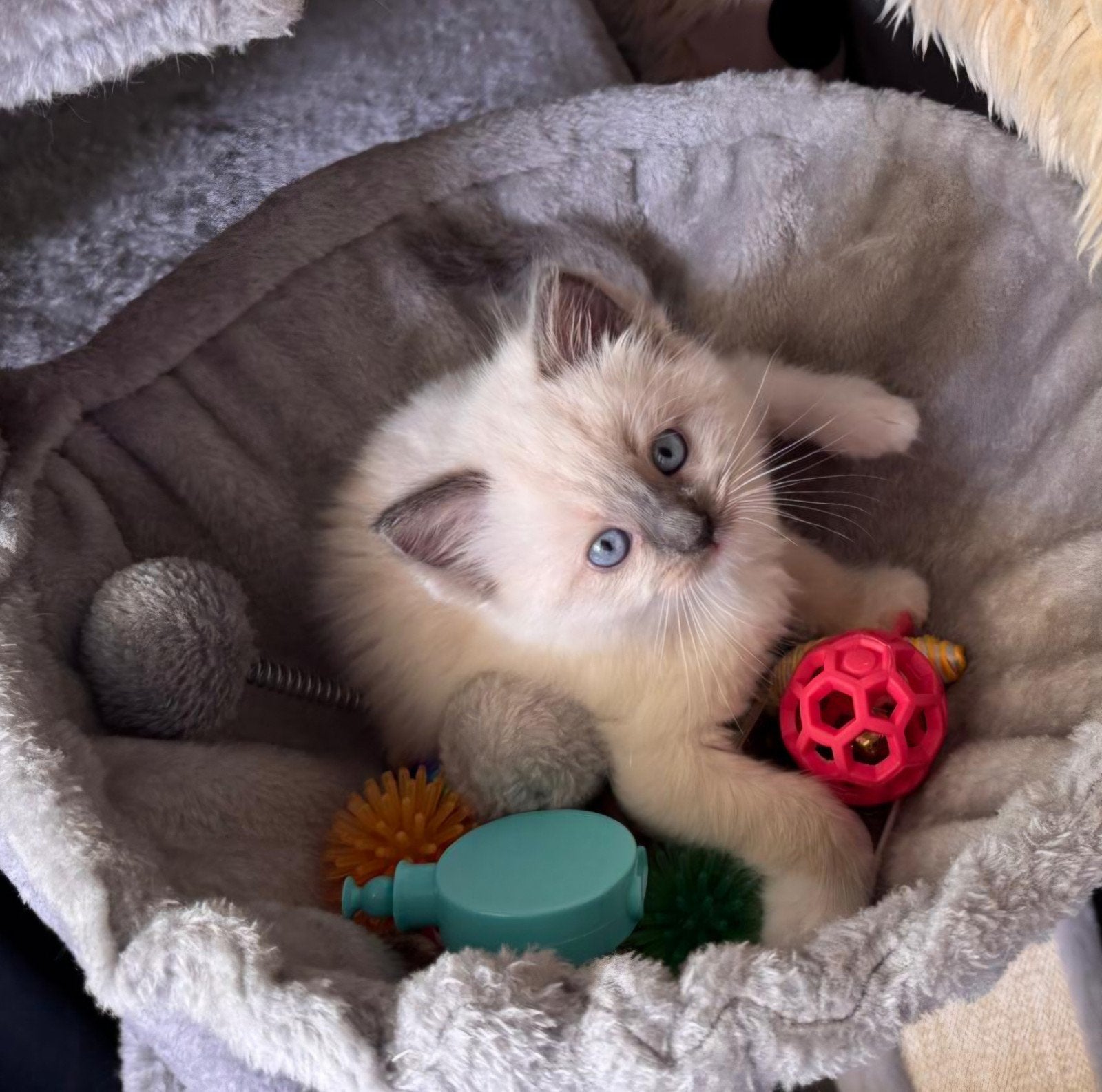 Laatste lieve katertje te koop, Dieren en Toebehoren, Kater