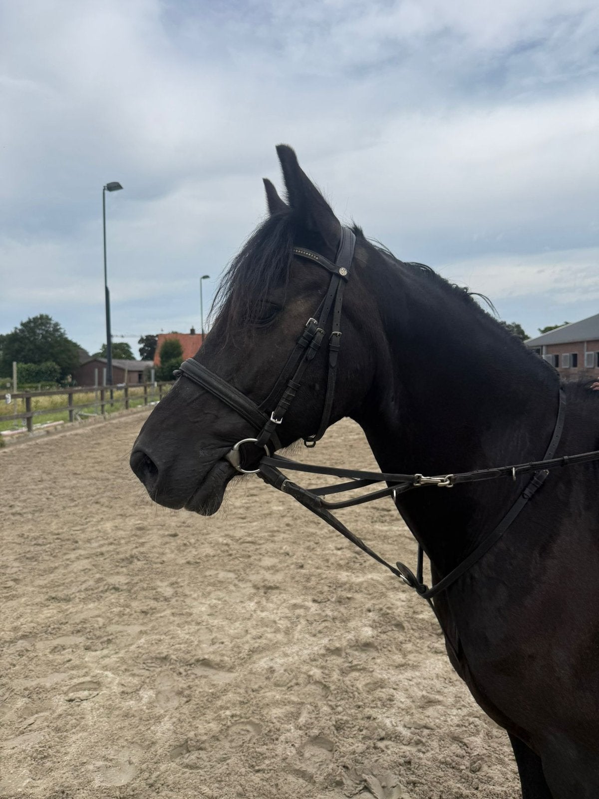 Zwarte d pony, Dieren en Toebehoren, Pony's, Ruin