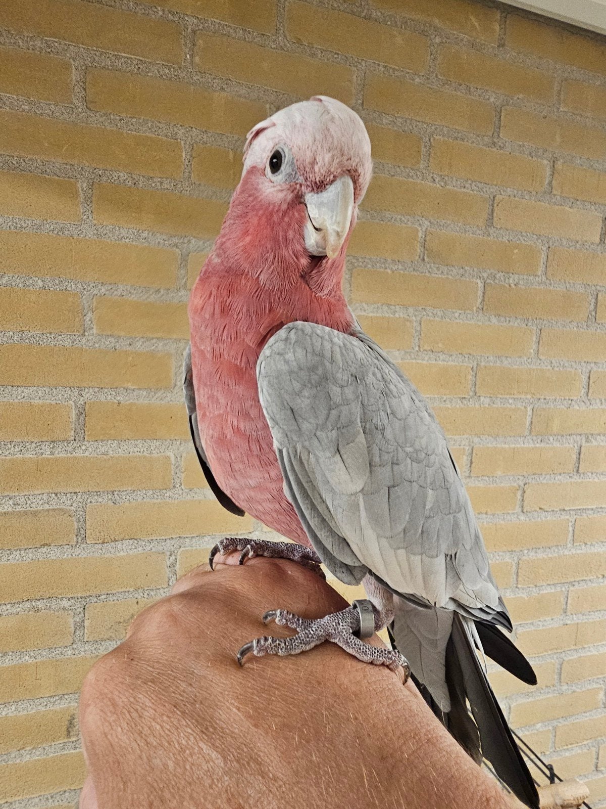 roze kaketoe plus kooi., Mannelijk, Papegaai, Tam