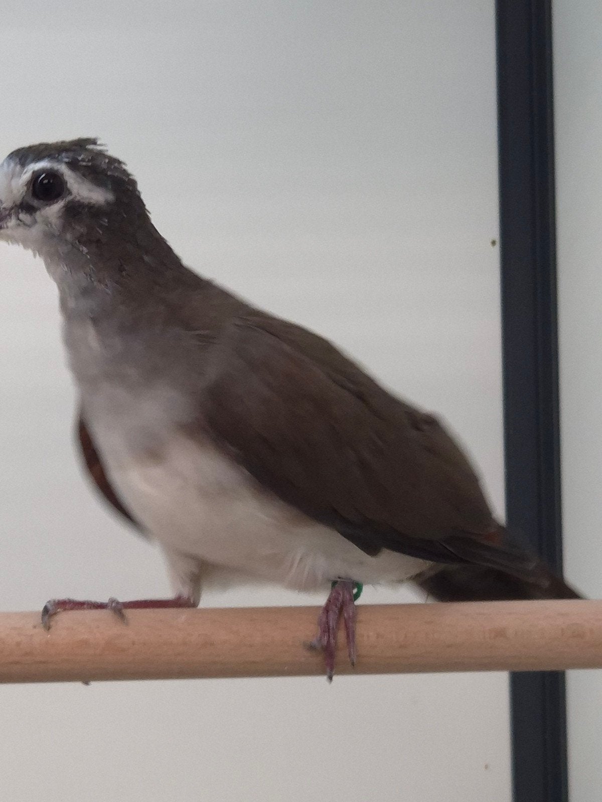 0-1 Tamboerijn duif, Dieren en Toebehoren, Vogels | Overige Vogels, Vrouwelijk, Tropenvogel, Geringd
