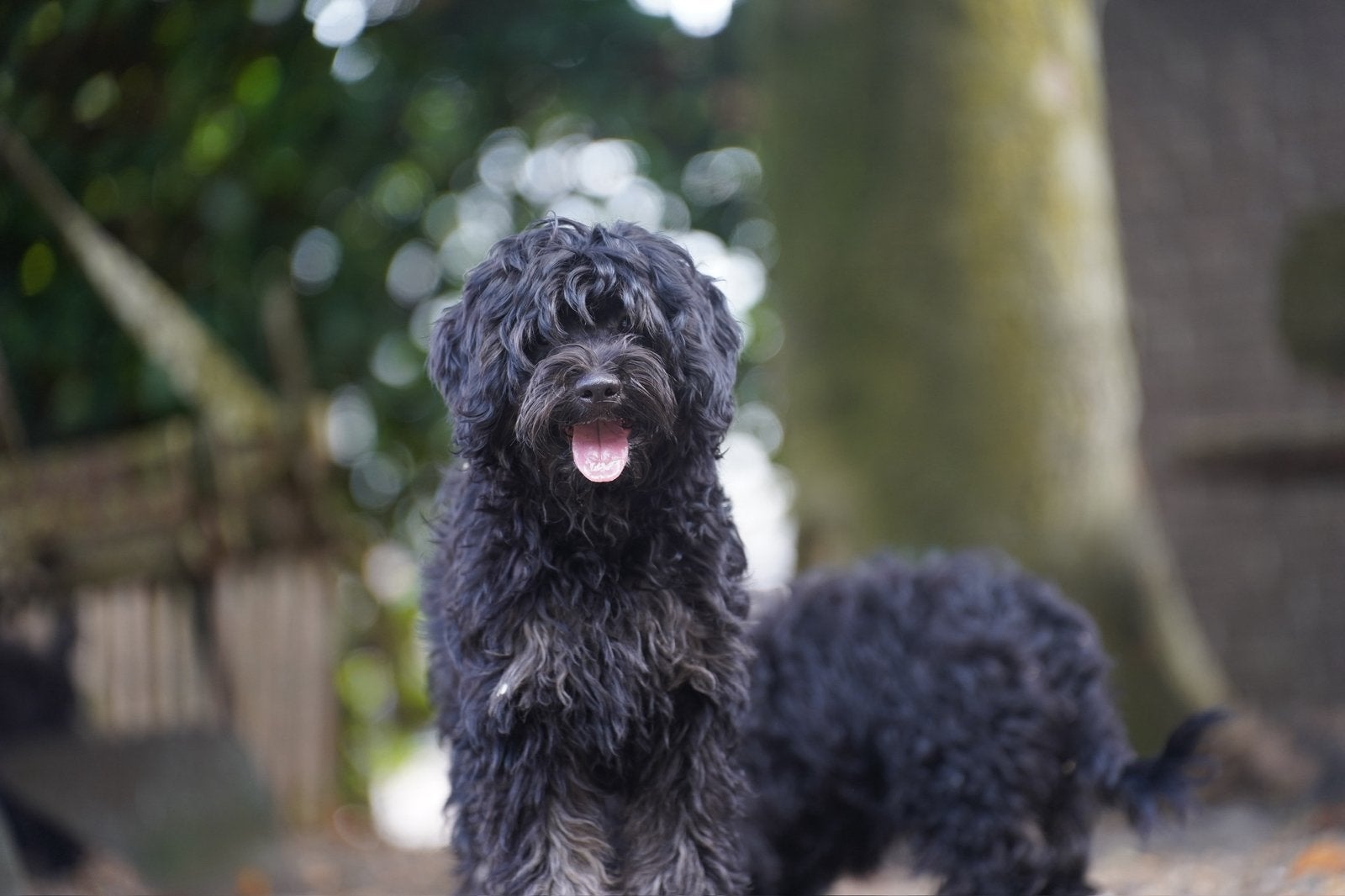 Boompoo pups | Boomer x Dwergpoedel, Parvo, Nederland, 15 weken tot 1 jaar, Overige rassen