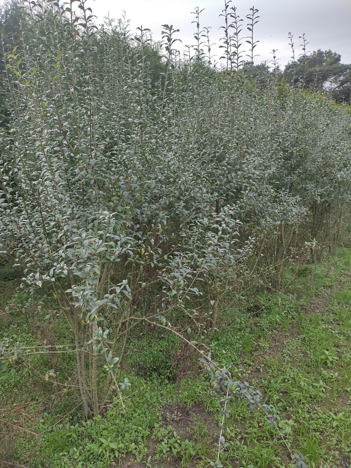 Ligustrum vulgare Atrovirens 200/250cm met kluit, Ophalen of Verzenden