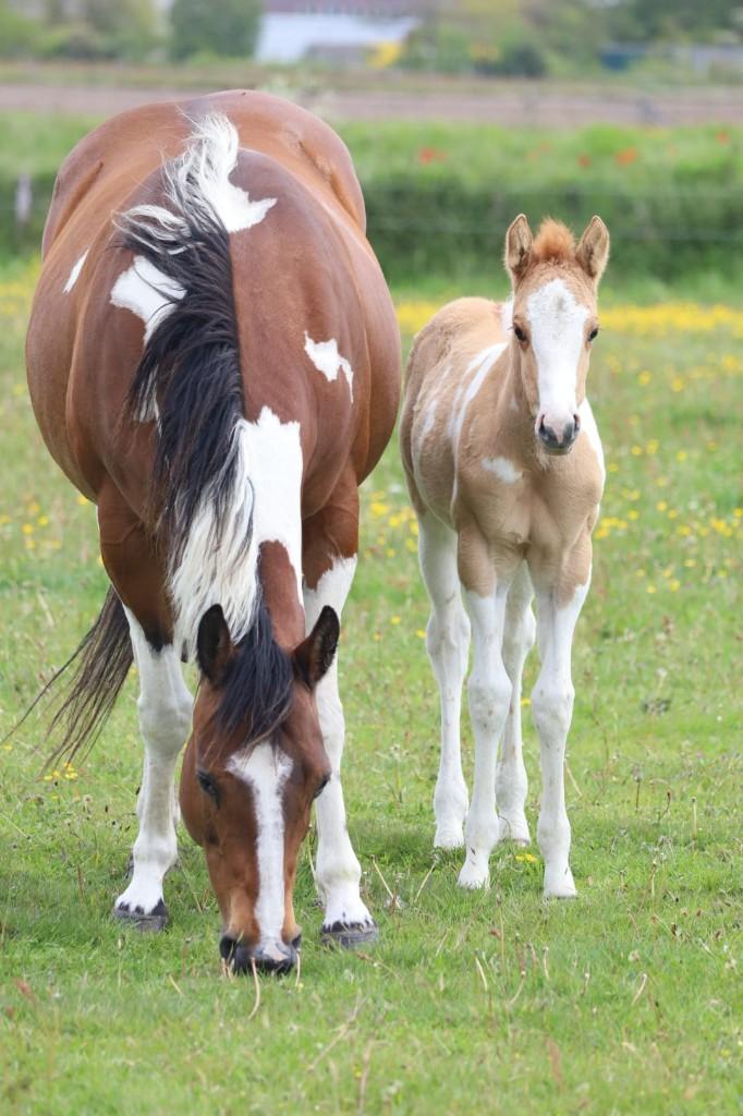 Verkoop Paint Horses, Dieren en Toebehoren, E pony (1.48m - 1.57m), Met stamboom, Niet van toepassing, 0 tot 2 jaar