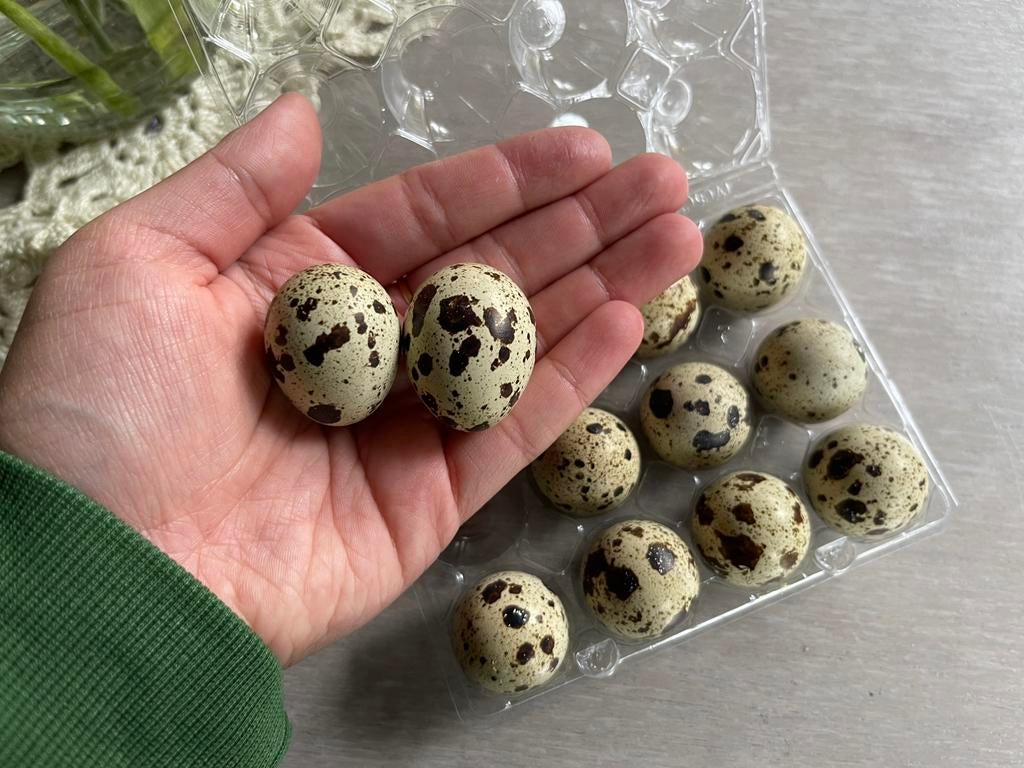 Broedeieren Japanse jumbo kwartel, Ophalen of Verzenden, Zo goed als nieuw, Zilver, Overige materialen