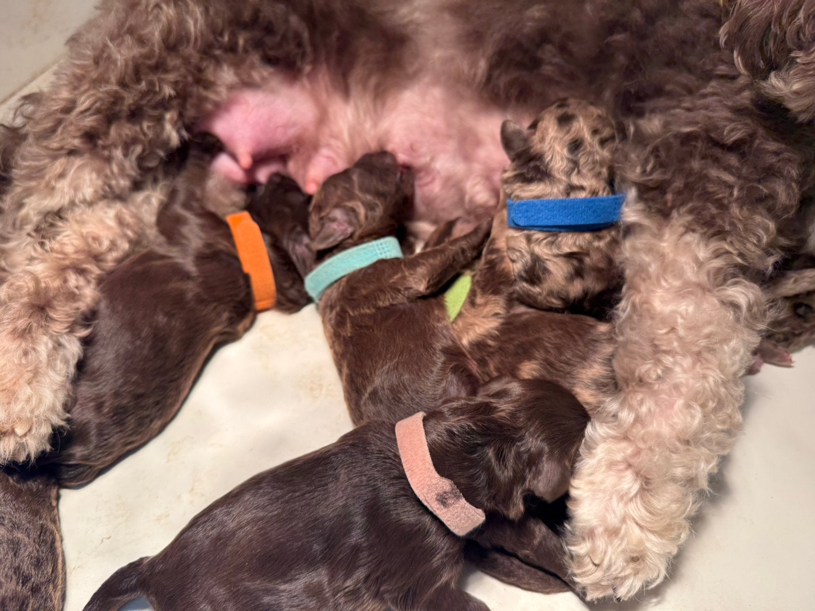Mini labradoodle x toy poedel pups, Dieren en Toebehoren, Poedel, CDV (hondenziekte), 8 tot 15 weken, Meerdere