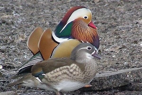 eenden siereenden, Dieren en Toebehoren, Meerdere dieren, Eend
