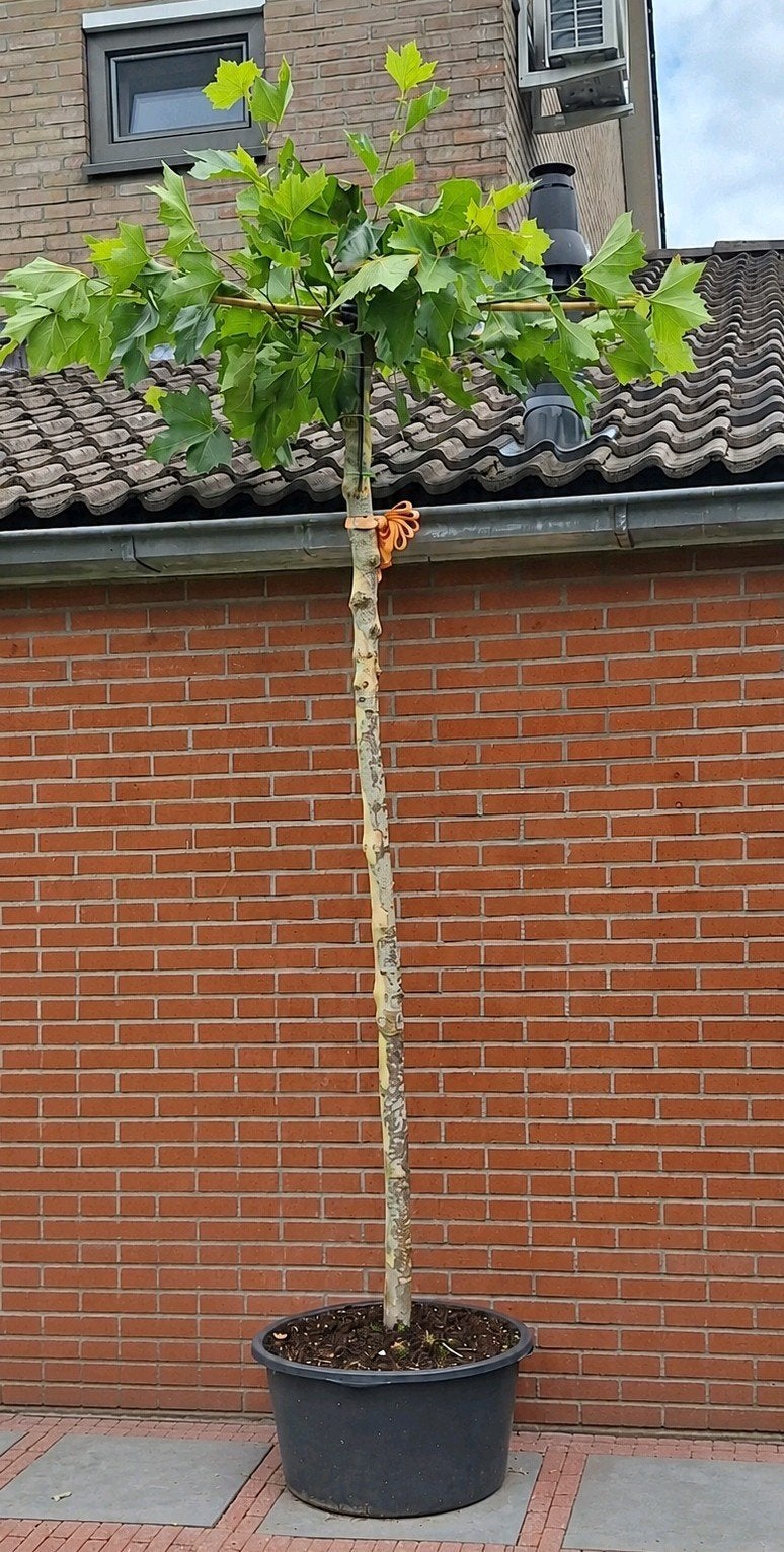 Dakplataan in pot - 240cm - stamomtrek 25cm, Tuin en Terras, Bloeit niet, 100 tot 250 cm, Dakboom, Ophalen