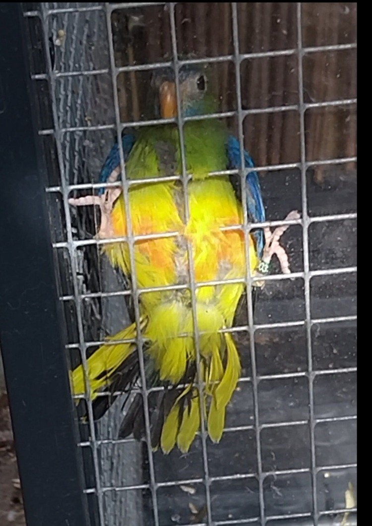 Jonge turquosine parkieten te reserveren, Dieren en Toebehoren, Vogels | Parkieten en Papegaaien, Meerdere dieren, Parkiet, Tam