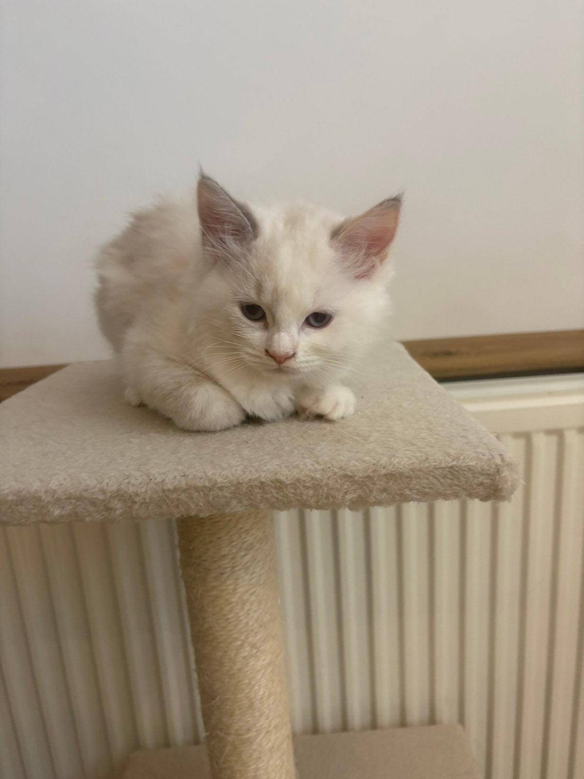 Ragdoll kittens 4 poesjes, Meerdere dieren, Ontwormd, 0 tot 2 jaar
