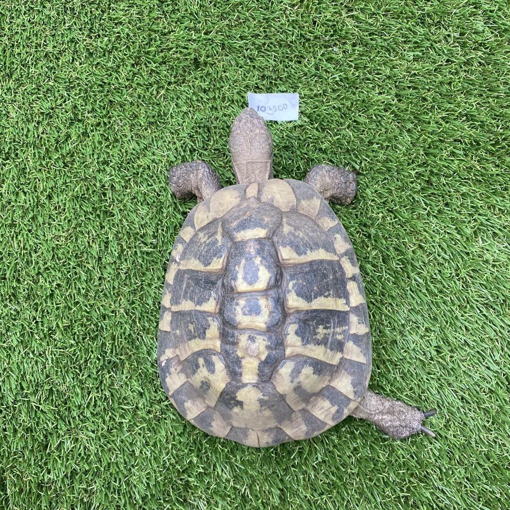 Prachtige volwassen Griekse landschildpad (Testudo Hermanni), Dieren en Toebehoren, Schildpad, 11 jaar of ouder