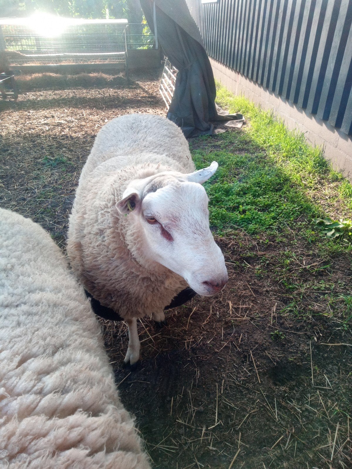 Swifter stamboek overjarige gekeurde dekram, Dieren en Toebehoren, Schapen, Geiten en Varkens, Mannelijk, Schaap, 0 tot 2 jaar