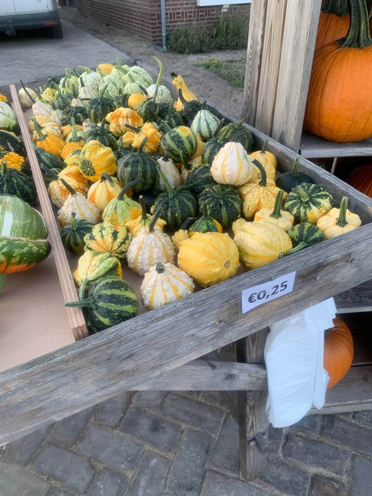 Biologische eet sierpompoenen en Halloween pompoenen, Volle zon, Groenteplanten, Eenjarig, Ophalen of Verzenden
