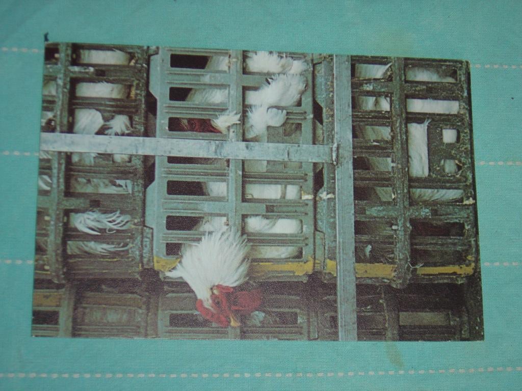 13) Kleuren ansichtkaart Kippen Vogels, Ophalen of Verzenden, 1980 tot heden, Gelopen, Vogel