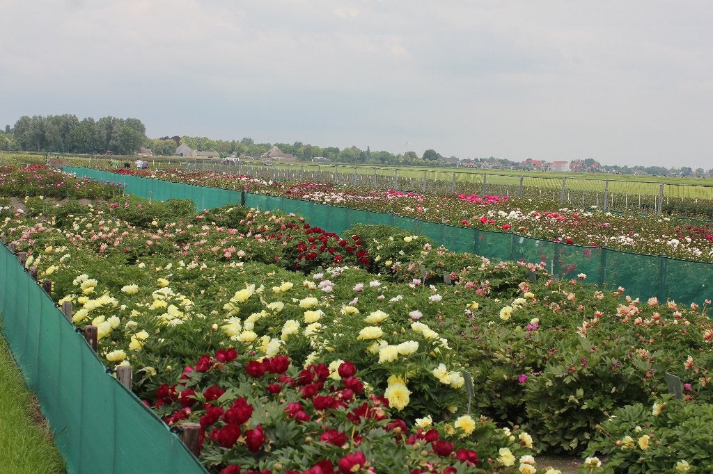 Pioenrozen, Volle zon, Vaste plant, Lente, Ophalen