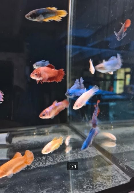 Betta Vrouw Mix – Siamese Kempvis Dames – Betta splendens, Vis, Zoetwatervis