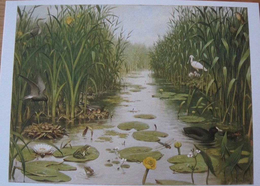 Voor het kind - het Naardermeer - M.A. Koekkoek, Verzenden, 1980 tot heden, Gelopen, Overige thema's