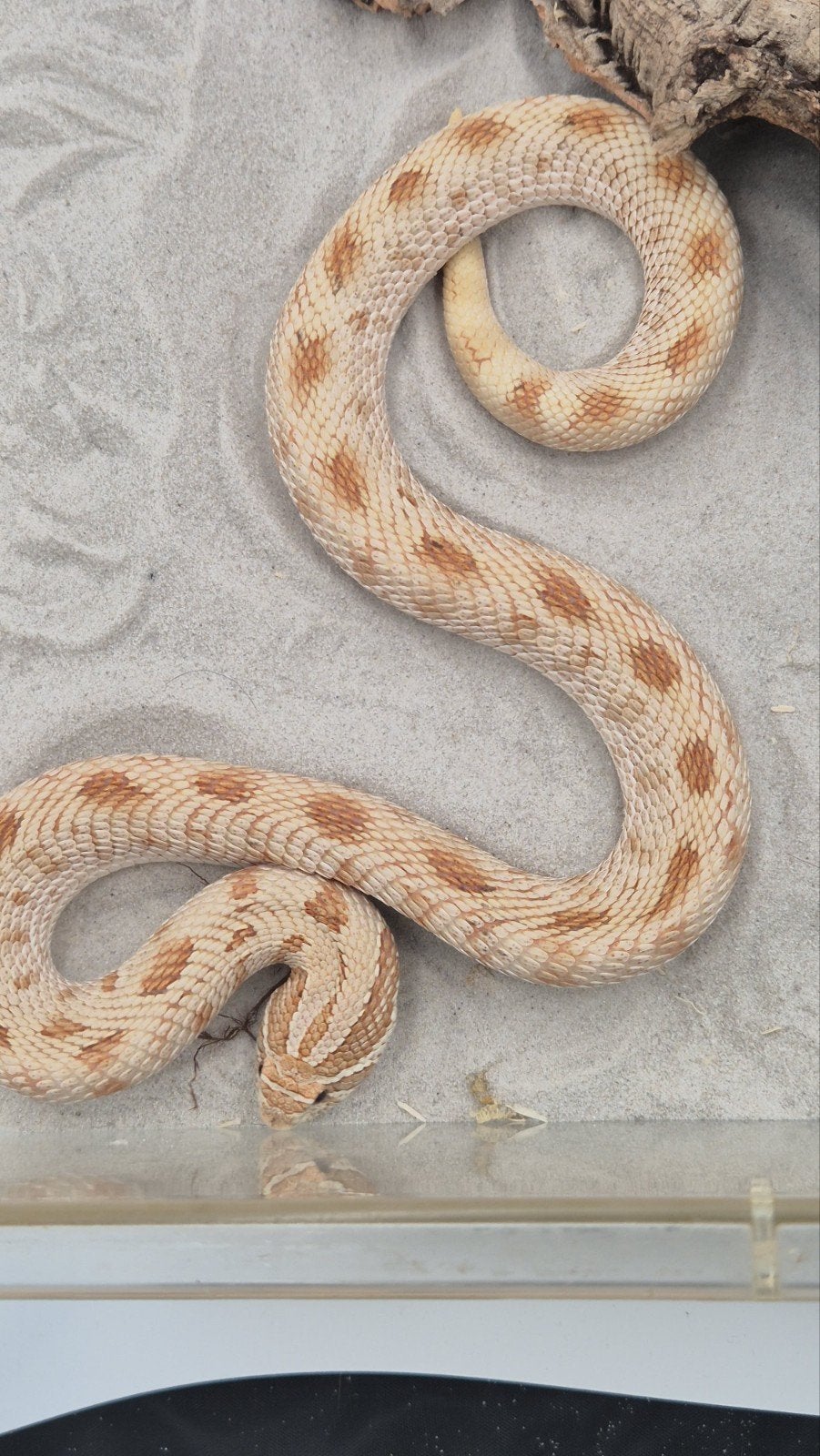 Volwassen haakneusslamg vrouw Hognose Snake - female for sale from De Jong