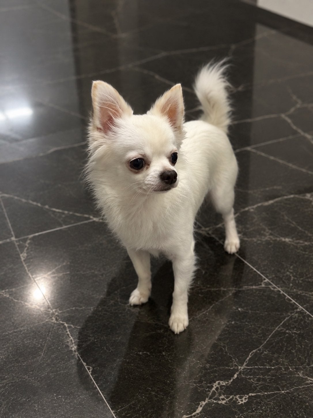 LIEVE CHIHUAHUA – BIJNA 2 JAAR –, Dieren en Toebehoren, België, Particulier, 1 tot 2 jaar, Teef