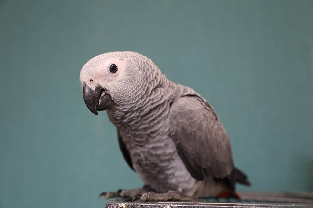 Jonge Grijzeroodstaart Papegaai | Getest | Handtam, Dieren en Toebehoren, Vogels | Parkieten en Papegaaien, Meerdere dieren, Papegaai