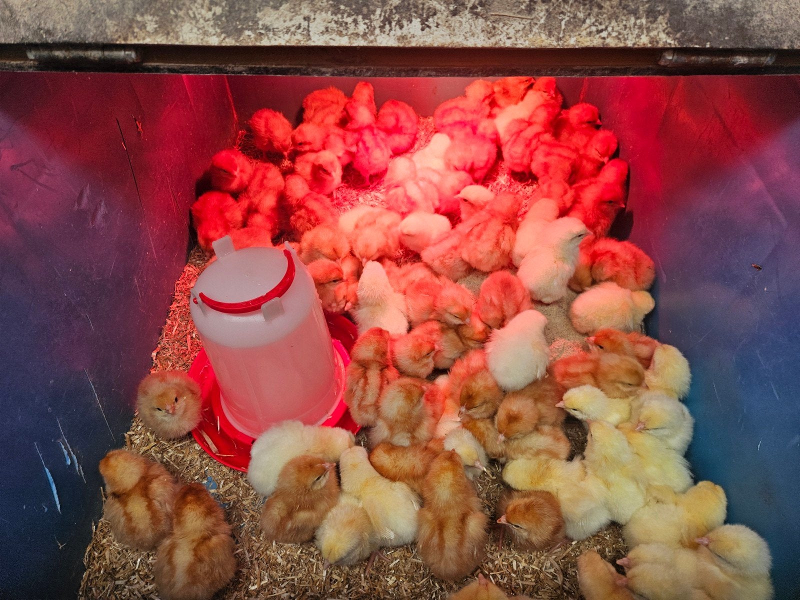 leghen kuikens te koop, Dieren en Toebehoren, Pluimvee, Meerdere dieren, Kip