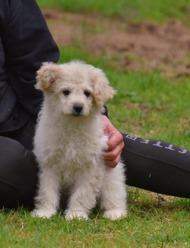 Prachtige Boomer dame (poedel x Maltezer/boomer), Parvo, Nederland, 8 tot 15 weken, Teef