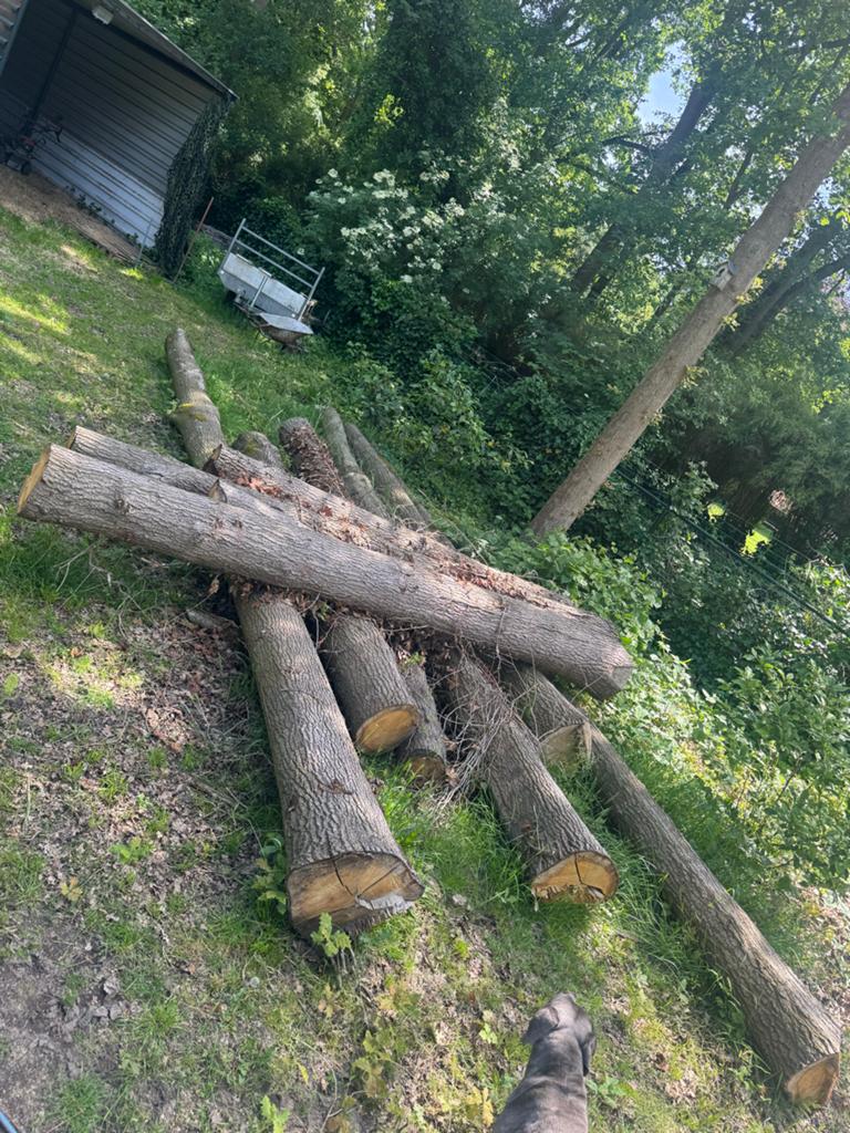 Grote partij eikenhouten stammen - Ideaal voor brandhout, Tuin en Terras, Haardhout, 6 m³ of meer, Ophalen, Eikenhout, Stammen