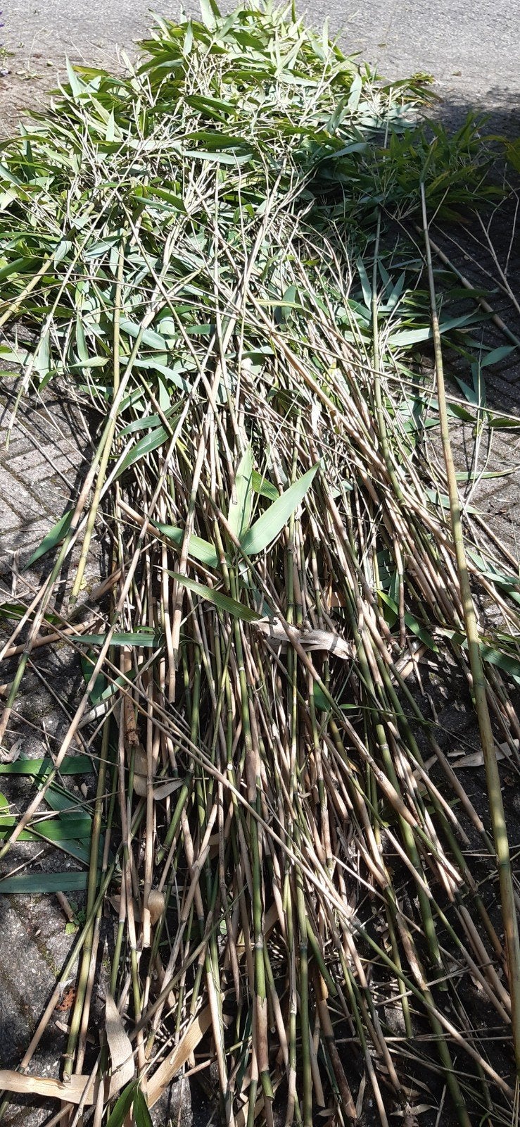 Gratis bamboe stokken, Tuin en Terras, Ophalen of Verzenden, Bloeit niet, Overige soorten