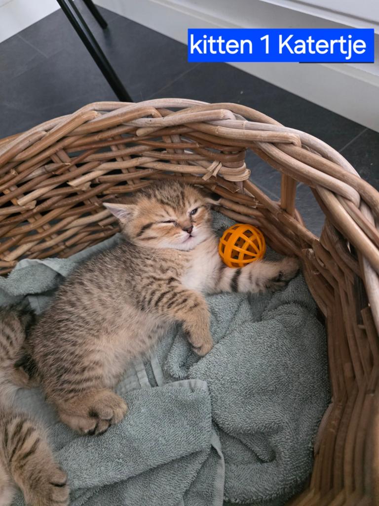 Prachtige Golden tabby Britse korthaar kittens, Meerdere dieren, Kortharig, 0 tot 2 jaar