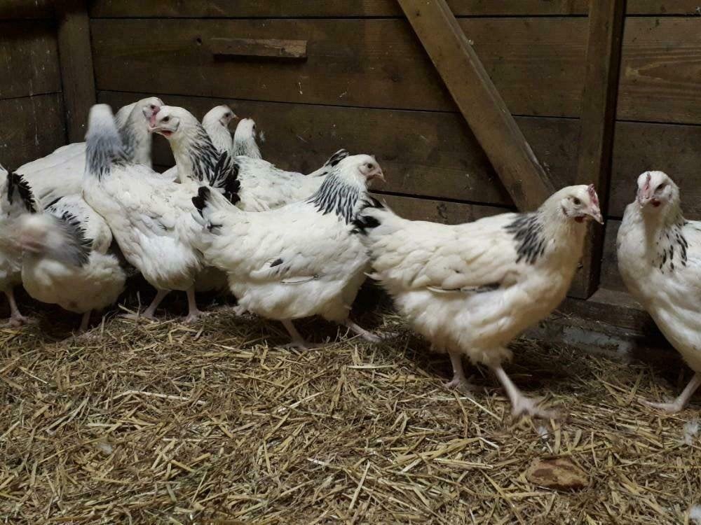 Sussex kippen in mooie kleuren., Vrouwelijk, Kip