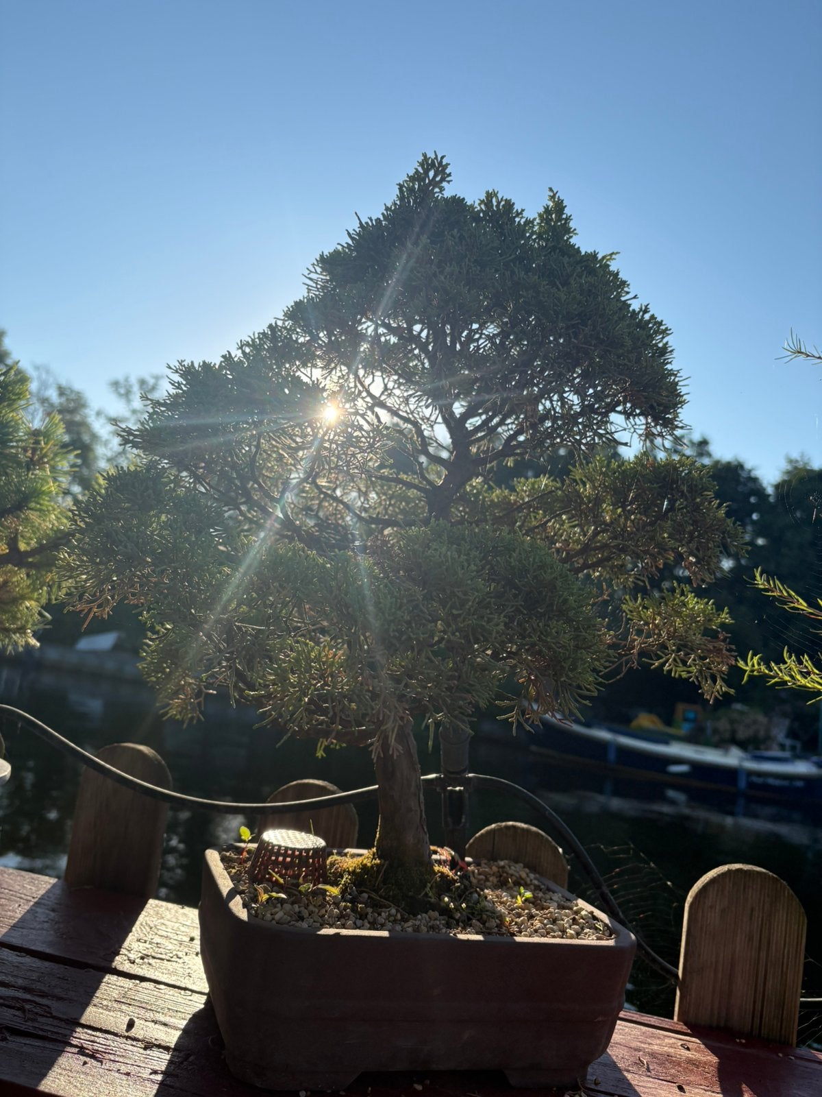 Juniperus Chinensis Bonsai, Ophalen, Bloeit niet, Halfschaduw, Overige soorten
