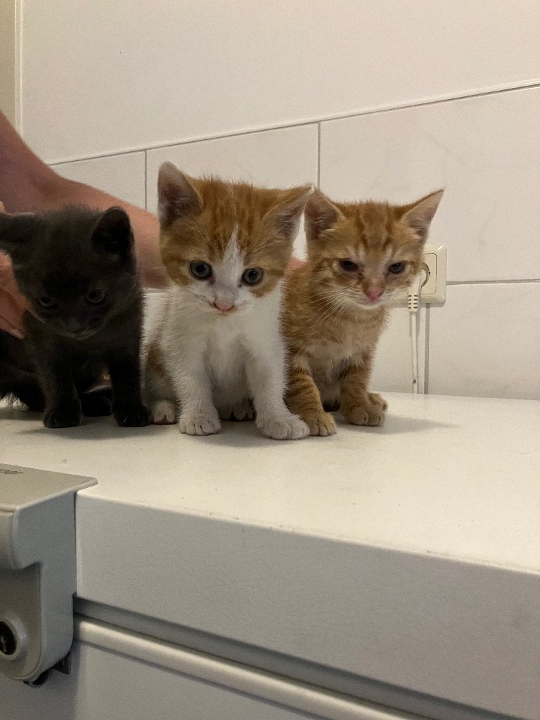 Kittens, Dieren en Toebehoren, Meerdere dieren, Ontwormd