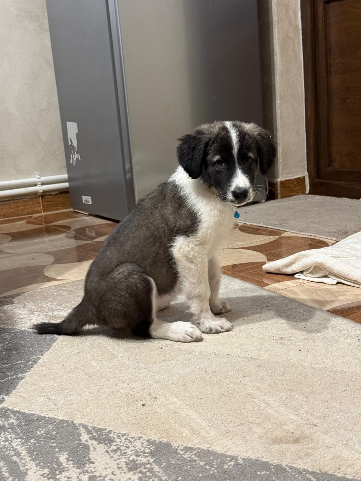 teefjes zoeken een thuis asielhondjes puppy's, Dieren en Toebehoren, Particulier, 8 tot 15 weken, Buitenland, Teef