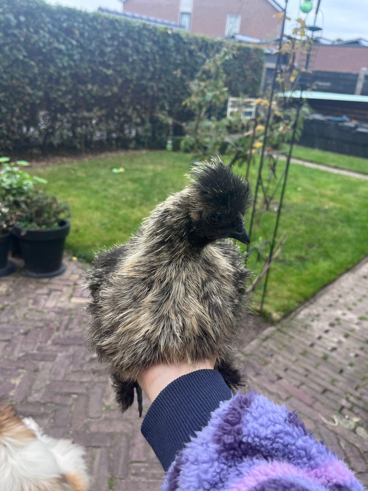 Zijdehoen kriel haantje, Dieren en Toebehoren, Mannelijk, Kip