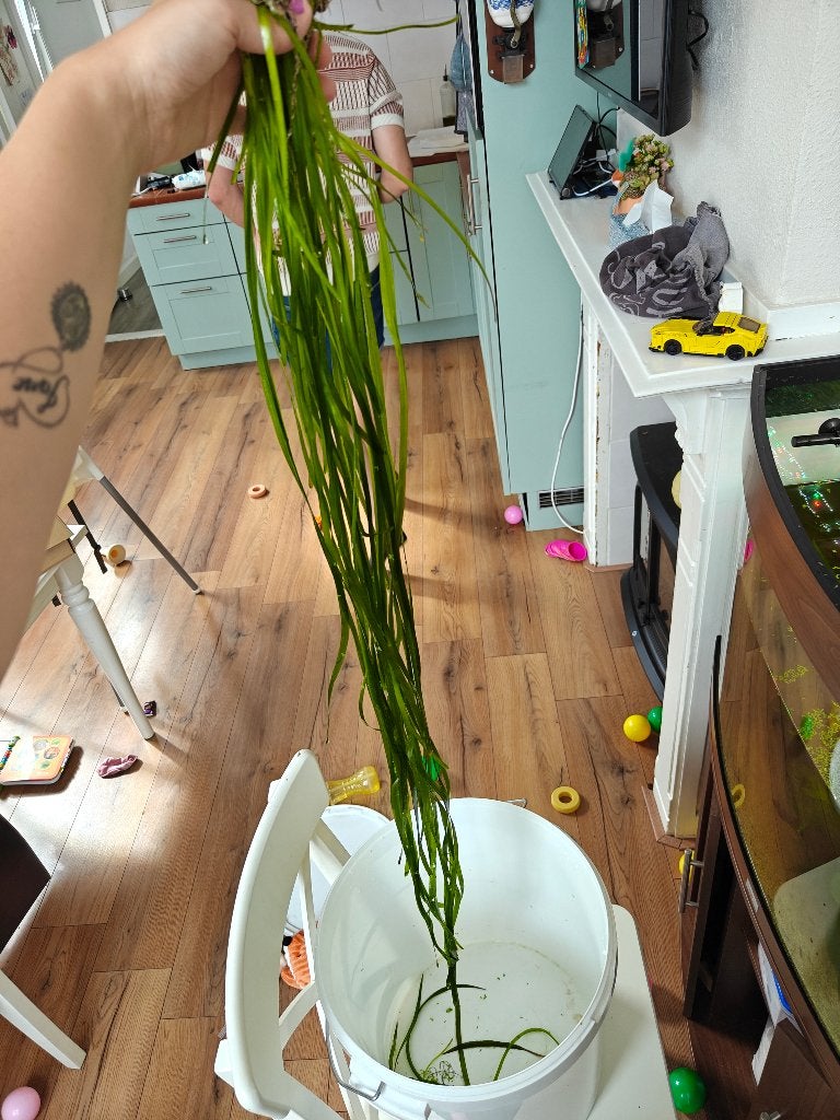 Emmertje vol met vallisneria spiralis, Dieren en Toebehoren, Ophalen, Nieuw, Plant(en), Steen of Hout