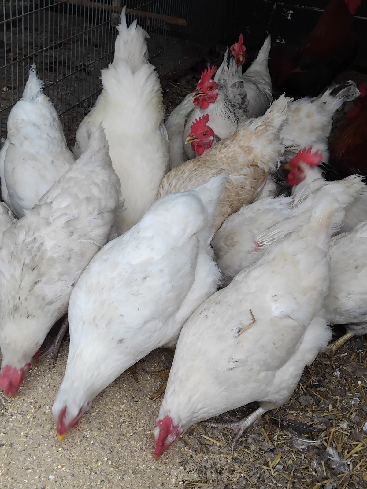 Broedeieren witte legkippen., Dieren en Toebehoren, Pluimvee, Geslacht onbekend, Kip