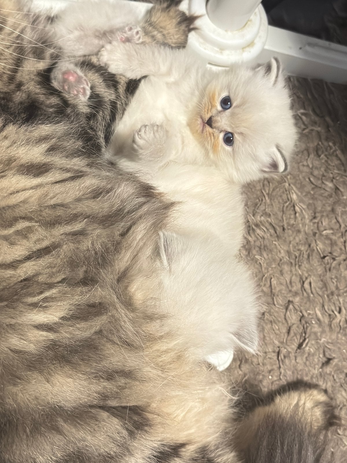 Perzisch mix Britse langhaar, Poes